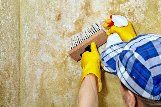 Best Mold Prevention Services  in Salem, OR