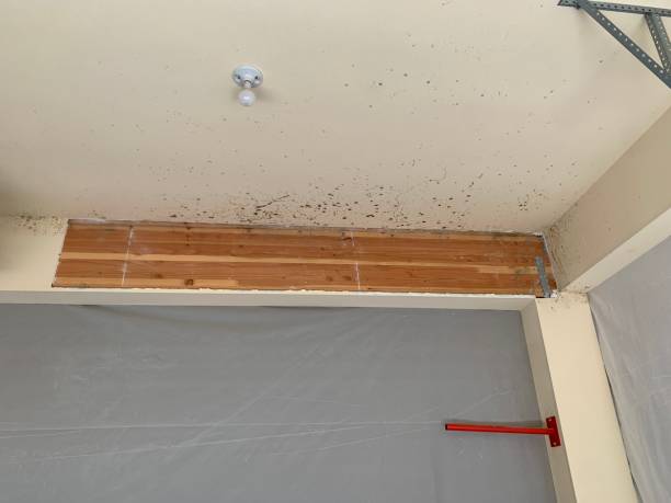 Best Asbestos and Lead Testing During Mold Inspection  in Salem, OR