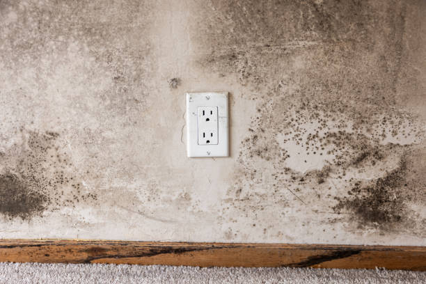 Best Water Damage & Mold Remediation  in Salem, OR
